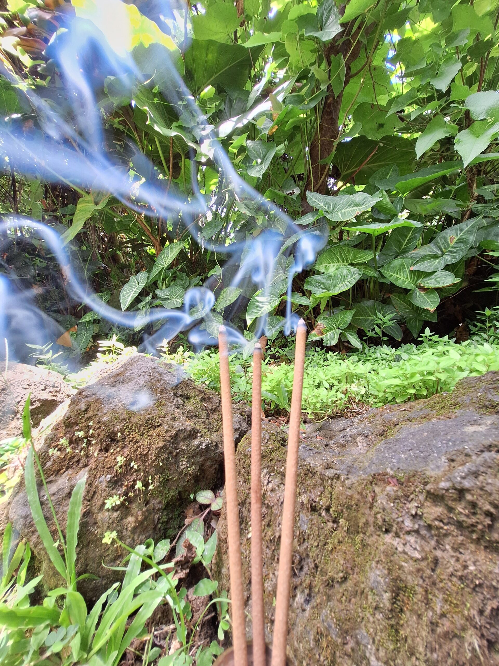 Sacred Natural Herb Incense Sticks - Dammar (Dammar Pine): 100+2 Sticks. - Image 10